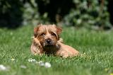 NORFOLK TERRIER 052